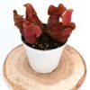 Sarracenia purpurea subsp. purpurea da seme, esemplari assortiti