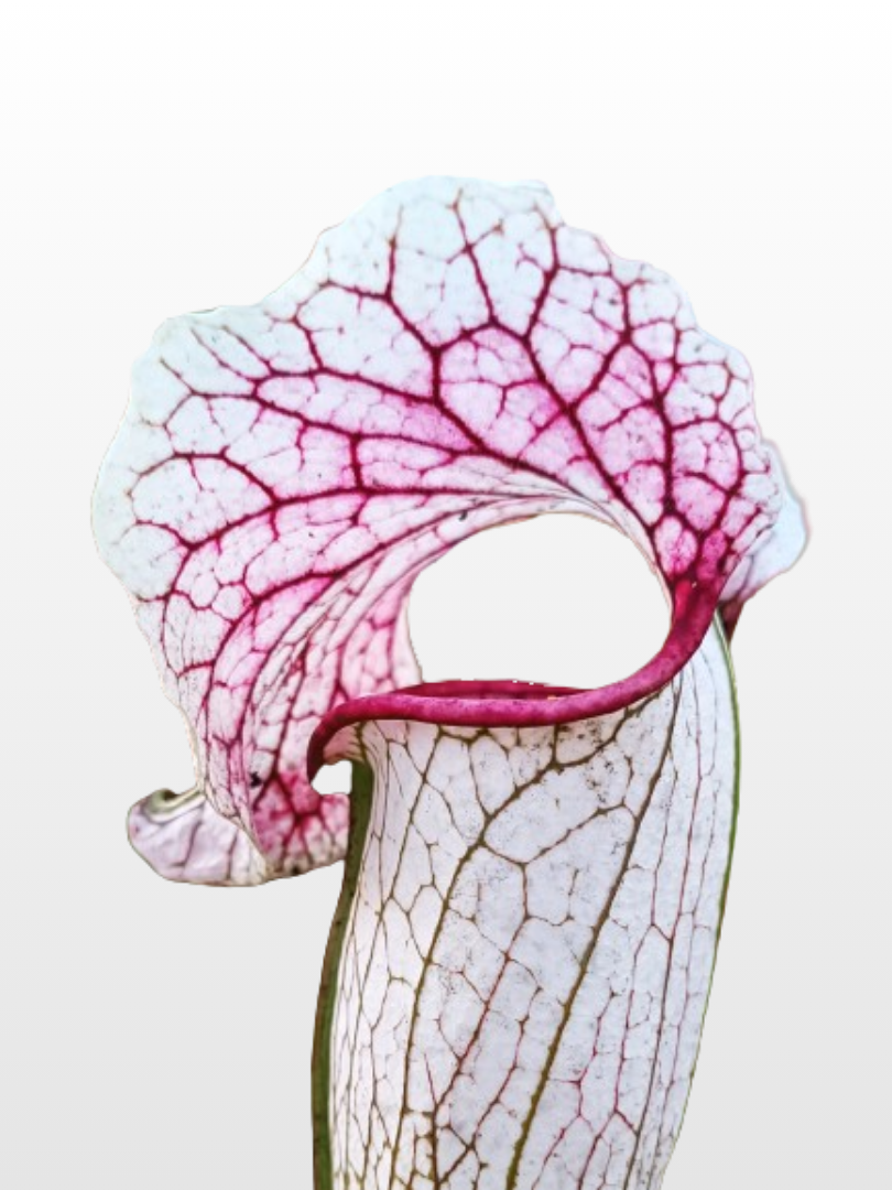 ibridi di Sarracenia