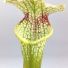 Sarracenia (x moorei “JU!”) x leucophylla ‘HCW’ cl. F, da seme, esemplari assortiti