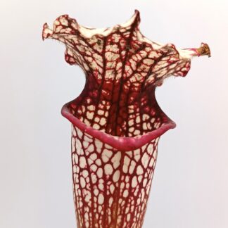 Sarracenia (x 'Leah Wilkerson') x [(x "Wilkerson's white knight") x leucophylla (L18 MK)], esemplari assortiti