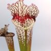 Sarracenia (x “Royal white red”) x leucophylla (SL61 AC) da seme, esemplari assortiti