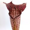 Sarracenia x areolata (SH07 RVL x self) da seme, esemplari assortiti