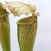 Sarracenia x areolata