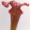 Sarracenia (x “camisole”) x O.P. da seme, esemplari assortiti