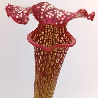Sarracenia (x "camisole") x O.P. da seme, esemplari assortiti