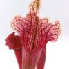 Sarracenia (x “glider”) x (x mitchelliana) da seme, esemplari assortiti