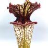 Sarracenia x ‘Lynda Butt’