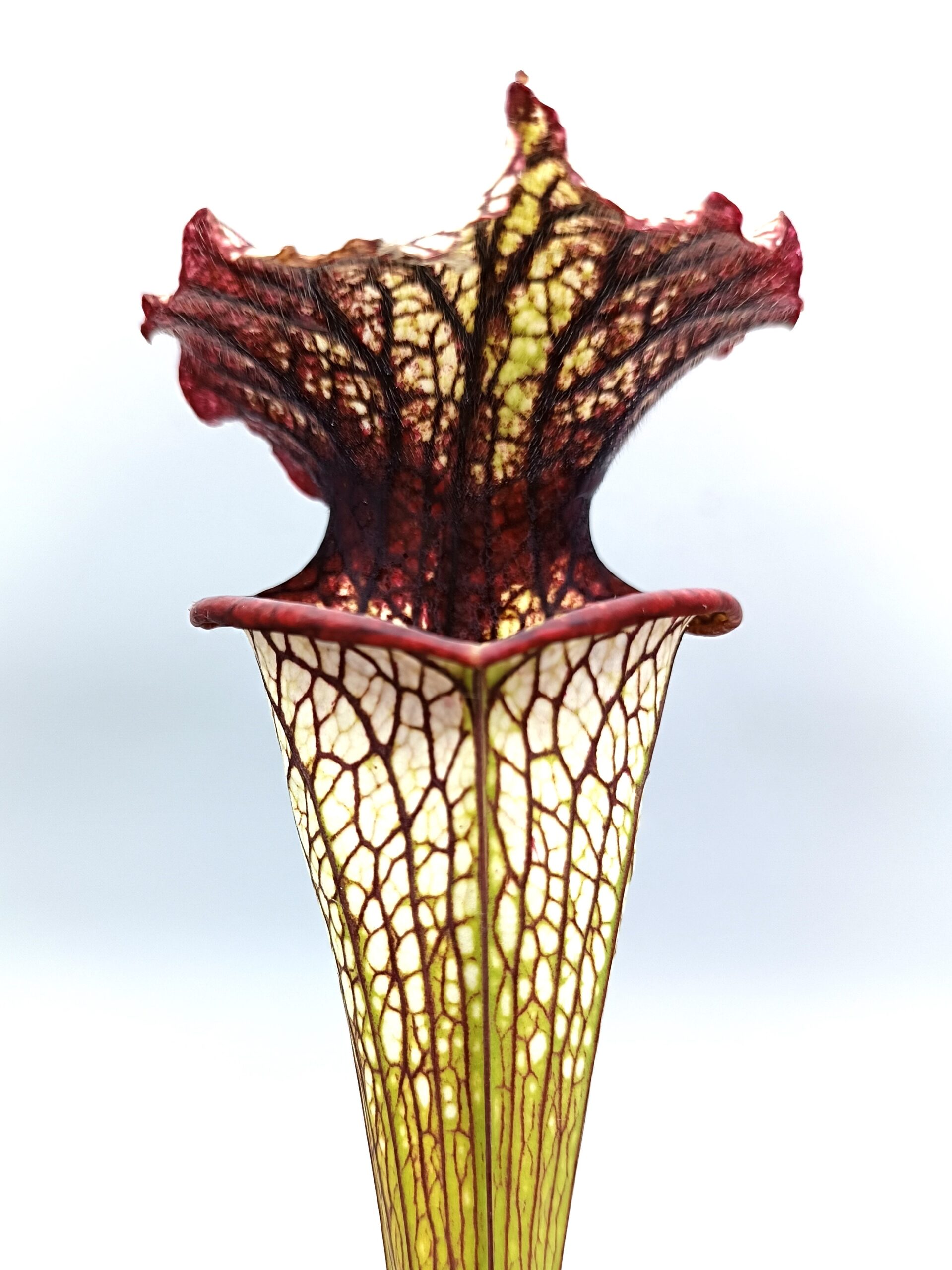 Sarracenia x ‘Lynda Butt’