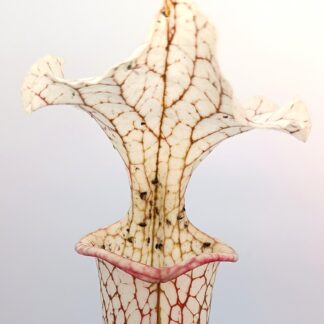 Sarracenia (x moorei "pinkish top") x (x "camisole") da seme, esemplari assortiti