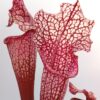 Sarracenia (x moorei “pinkish top”) x (x “pink thing”) da seme, esemplari assortiti