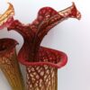 Sarracenia x moorei da seme, esemplari assortiti