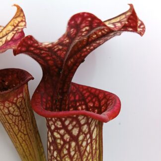 Sarracenia x moorei da seme, esemplari assortiti