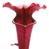 Sarracenia (x “pink thing”) x flava var. rubricorpora (T.C. clone) da seme, esemplari assortiti