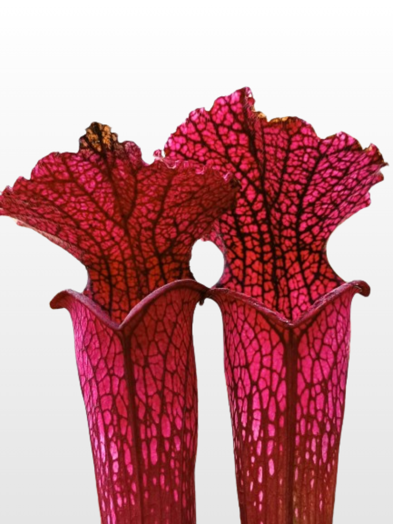Sarracenia