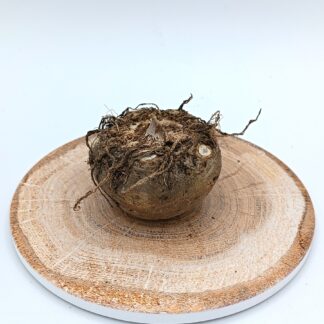 Sauromatum venosum (Giglio Voodoo), tubero