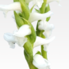 Spiranthes cernua