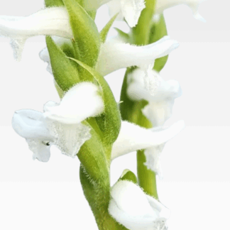 Spiranthes cernua