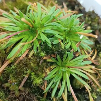 Stylidium caespitosum
