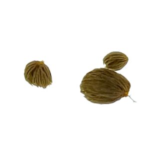 Utricularia australis (Emilia-Romagna), turioni