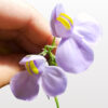 Utricularia reniformis