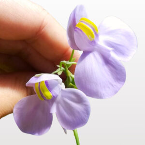 Utricularia reniformis