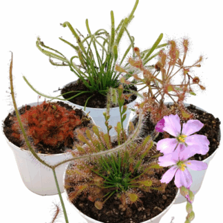 Collezione di 6 Drosera per principianti
