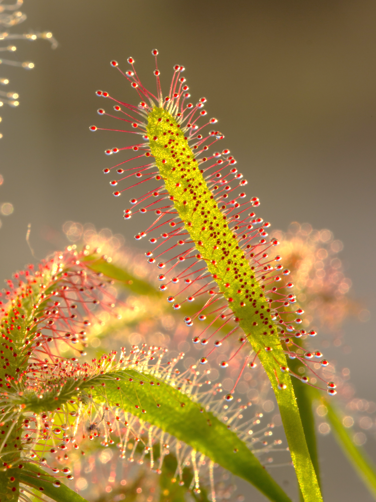 drosere sub-tropicali