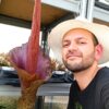 Amorphophallus konjac (Lingua del Diavolo), tubero