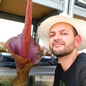 Amorphophallus konjac cat3