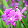 Bletilla striata
