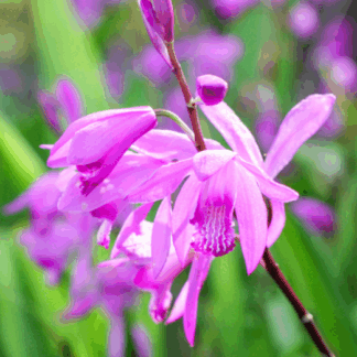 Bletilla striata