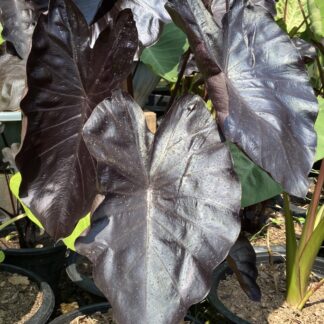 Colocasia esculenta 'Black Magic', tubero