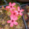 Drosera x “Dork’s pink”