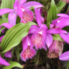 Pleione formosana