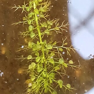 Utricularia australis (Emilia-Romagna)