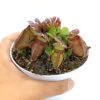 Cephalotus follicularis (Christian Klein clone)
