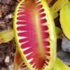Dionaea muscipula ‘Alien’