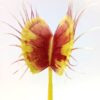 Dionaea muscipula “EG Kaiō-ken”