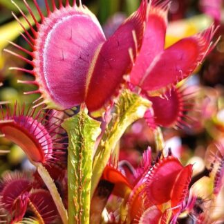 Dionaea muscipula "EG Royal crest"