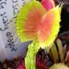 Dionaea muscipula “EG scaly dragon”