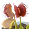 Dionaea muscipula ‘Kayan’