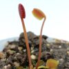 Dionaea muscipula ‘Korean Melody Shark’