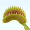 Dionaea muscipula ‘Sawtooth’
