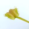 Dionaea muscipula ‘Umgekrempelt’
