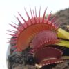 Dionaea muscipula “fang”