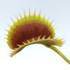 Dionaea muscipula “fico d’India”