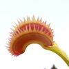 Dionaea muscipula “supernova” (VFT Shop)