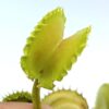 Dionaea muscipula ‘Werewolf’ x self, cl. B