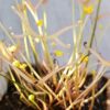 Drosera binata ‘Ghost’