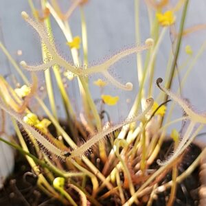 Drosera binata 'Ghost'